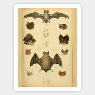 Bat 2 Bull Dog Bats Vintage Wildlife Illustration Sticker